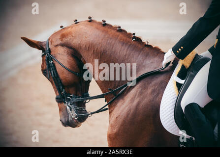 Portrait d'un beau cheval avec l'oseille élégante crinière tressée, qui est tenu par la bride du cavalier sur le mouvement. Banque D'Images