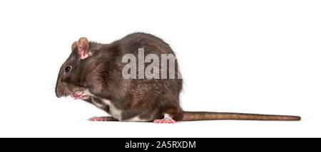 Rat domestique elle-même nettoyage contre fond blanc Banque D'Images