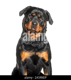 Rottweiler assis contre fond blanc Banque D'Images