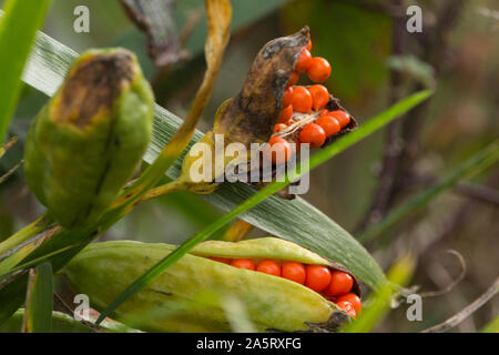 Iris foetidissima gousse jaune pseudacorus grand pod maturation et angulaire à trois côtés contenant des dizaines de graines rouge orange en trois rangées Banque D'Images