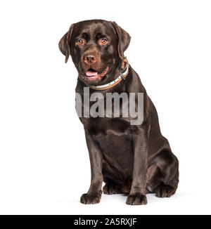 Labrador retriever chocolat assis contre fond blanc Banque D'Images