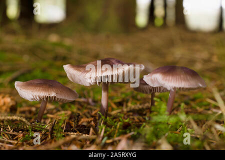 Mycena pura ou lilas Bonnet la fructification, également connu sous le nom d'un saprophagic Bellcap Lilas toxiques champignons qui se nourrit de bois pourri Banque D'Images
