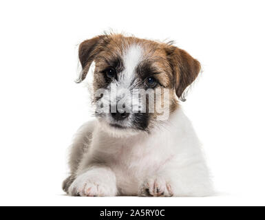 Trois mois vieux chiot Jack Russell Terrier lying against white background Banque D'Images