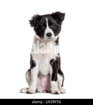 Trois mois vieux chiot Border Collie noir et blanc assis à l'arrière-plan blanc Banque D'Images