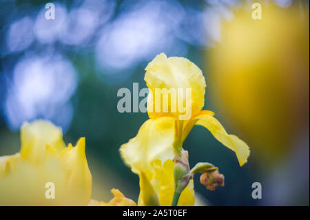 Belles chambres lumineuses avec des graines de tournesols sur table en bois close up. Banque D'Images