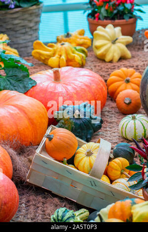 Les citrouilles de différentes variétés orange vert jaune. Citrouille Mûre à la ferme fête des récoltes, les courges, les variétés de courge nain décoratif, ver Banque D'Images