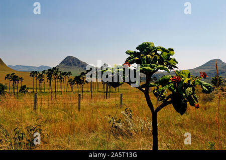 Jardim de Maytrea, Chapada dos Veadeiros, Goias, Brésil Banque D'Images