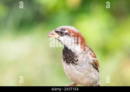 Un mâle moineau domestique (Passer domesticus) Banque D'Images