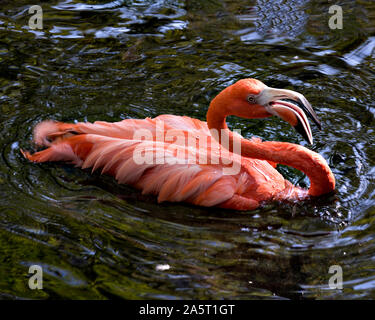 Flamingo oiseau dans l'eau, montrant ses dents et de profiter de sa baignade dans son environnement et de l'environnement. Banque D'Images