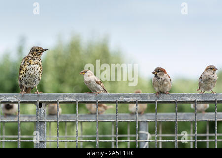 Une grive musicienne (Turdus philomelos) et trois des moineaux domestiques (Passer domesticus) perché sur une clôture métallique Banque D'Images