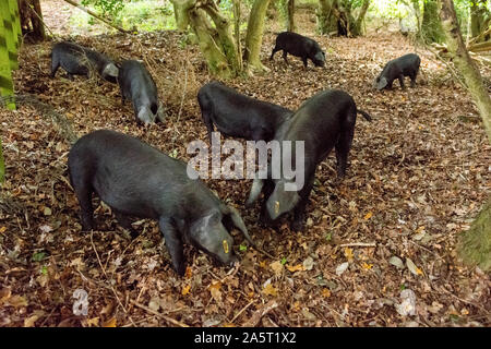 Nouvelle Forêt cochons à la recherche de noix parmi les feuilles tombées en automne pannage. Banque D'Images