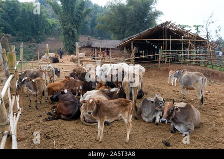 Troupeau de vaches, petite ferme de bétail autonome dans les collines de Khasi, État de Meghalaya, Inde Banque D'Images