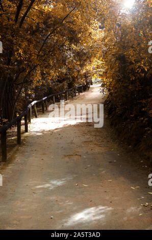 Ruelle dans un parc (Parc Oromana, Séville, Espagne) en automne. Banque D'Images