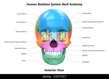 Système de squelette humain avec des étiquettes de pièces crâne Anatomie vue antérieure Banque D'Images