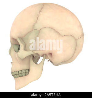 Squelette humain Anatomie du système os du crâne vue latérale. Banque D'Images