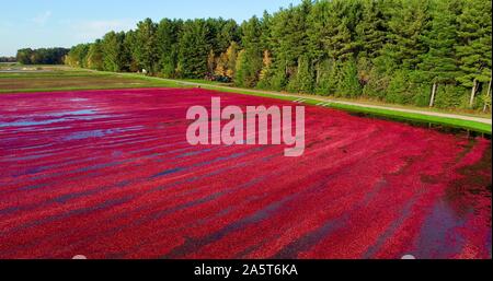 Vue aérienne de la récolte des canneberges rouges flottant dans un marais Cranberry inondées à l'automne sur une ferme près de Wisconsin Rapids, Wisconsin, États-Unis Banque D'Images