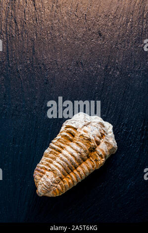 Trilobite fossile du Maroc Banque D'Images