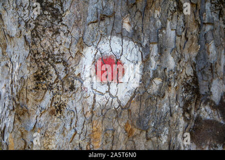 L'écorce, l'écorce, l'écorce des arbres, grosse surface, vieil arbre, marquage, sentier de randonnée, Banque D'Images
