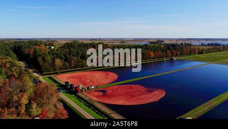 Vue aérienne de la récolte des canneberges rouges flottant dans un marais Cranberry inondées à l'automne sur une ferme près de Wisconsin Rapids, Wisconsin, États-Unis Banque D'Images