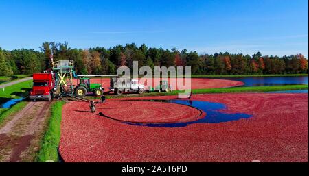 Vue aérienne de la récolte des canneberges rouges flottant dans un marais Cranberry inondées à l'automne sur une ferme près de Wisconsin Rapids, Wisconsin, États-Unis Banque D'Images