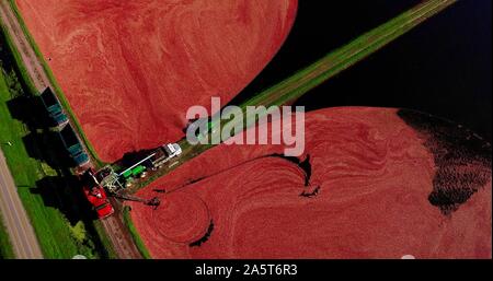 Vue aérienne de la récolte des canneberges rouges flottant dans un marais Cranberry inondées à l'automne sur une ferme près de Wisconsin Rapids, Wisconsin, États-Unis Banque D'Images