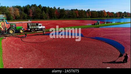 Vue aérienne de la récolte des canneberges rouges flottant dans un marais Cranberry inondées à l'automne sur une ferme près de Wisconsin Rapids, Wisconsin, États-Unis Banque D'Images