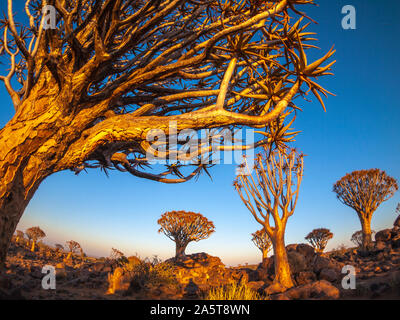 Le Quivertree Forest au lever du soleil près de Keetmanshoop en Namibie, l'Afrique. Banque D'Images