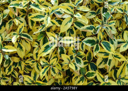 Image d'Euonymus fortunei Emerald Gold plante avec des feuilles vert-jaune pour l'utiliser comme arrière-plan abstrait. Banque D'Images