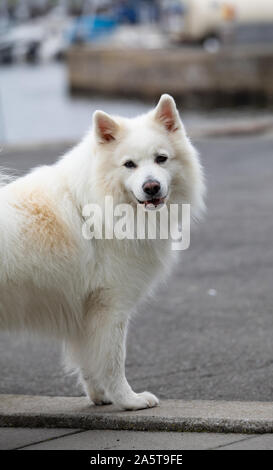 Beau chien blanc dans le port de Bornholm, Samoyède Banque D'Images