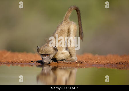 Babouin Chacma juvénile (Papio ursinus) eau potable, Karongwe Game Reserve, Afrique du Sud Banque D'Images