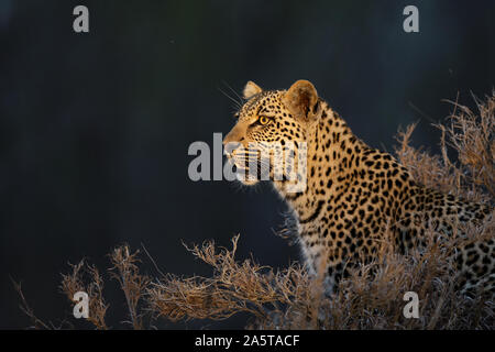 Femme Léopard (Panthera pardus) portrait, Sabi Sands Game Reserve, Parc National Kruger, Afrique du Sud Banque D'Images