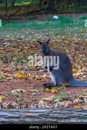 Red-Necked Wallaby au Zoo du Zlin Banque D'Images