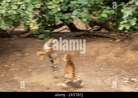 Motion Blur flou artistique de combat du tigre permanent.Deux tigres sauvages combats territoriaux au parc national de Ranthambore. Scène de combat Tigre de la faune à vie. Banque D'Images