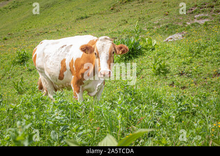 Les vaches broutent les prairies dans les Alpes Banque D'Images