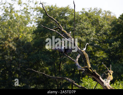 Comme un oiseau sur un arbre, le grand cormoran Phalacrocorax carbo , Bornholm Banque D'Images