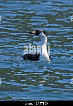 Shag Phalacrocorax atriceps impériale (atriceps) des profils nager dans la mer Puerto Montt, Chili Janvier Banque D'Images