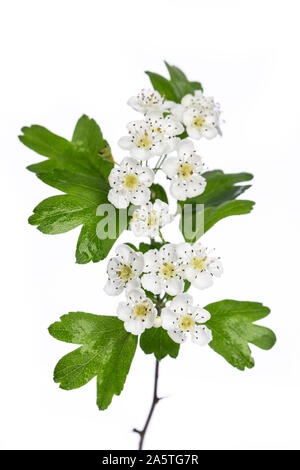 Plantes médicinales : l'aubépine (Crataegus monogyna) Fleurs et feuilles isolées sur fond blanc Banque D'Images