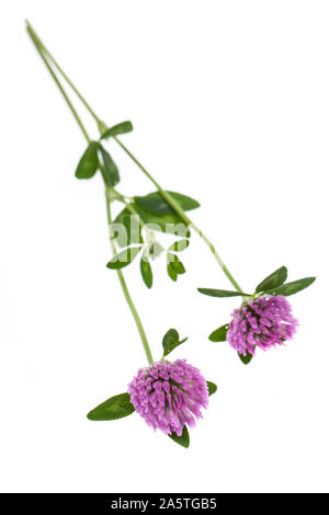 Le trèfle rouge (Trifolium pratense) couché sur fond blanc Banque D'Images