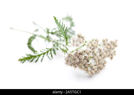 Achillée millefeuille (Achillea millefolium) en diagonale sur fond blanc Banque D'Images