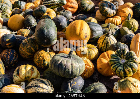 Sélection de citrouilles sur stand de marché Banque D'Images