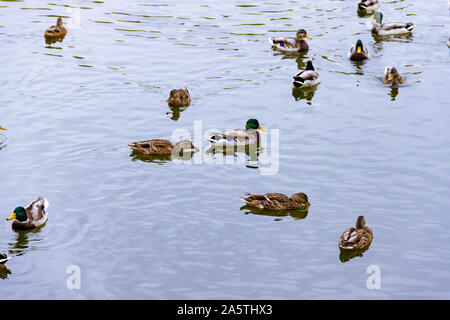 Quelques petites brun, noir, blanc et jaune homme femme sauvage le canard colvert natation flottant dans le lac ou la rivière dans l'arrière-plan de la surface de l'eau Banque D'Images