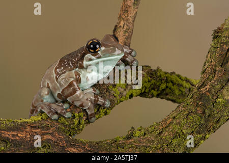 Golden Mission-eyed Tree Frog (Trachycephalus resinifictrix) Banque D'Images