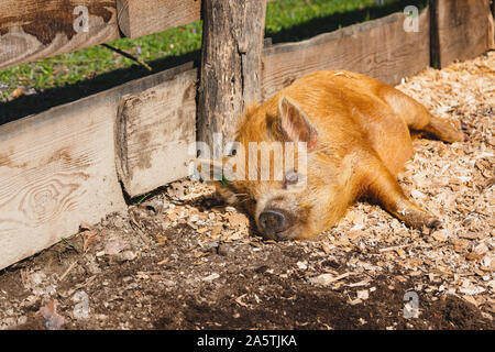 Petit cochon marron au soleil dans sa cour Banque D'Images