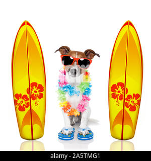 Image vacances d'été surfer Jack Russell chien avec surf et lunettes isolé sur fond blanc Banque D'Images