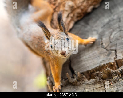 Portrait d'un écureuil sur un tronc d'arbre. Un curieux écureuil rouge de pics de derrière un tronc d'un arbre scié. Banque D'Images