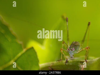 Macro photo d'une sauterelle (Tettigoniidae) regardant droit dans la caméra. Le comité permanent de l'insecte sur une branche. Feuille verte sur le côté. Flou vert retour Banque D'Images