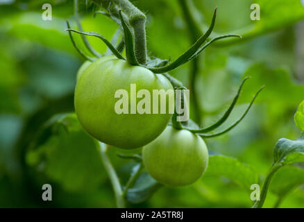 Macro photo de deux tomates vertes (Solanum lycopersicum) sur vigne. Gros fruit vert tomates. Quitte à l'arrière-plan. Seul le vert. Banque D'Images