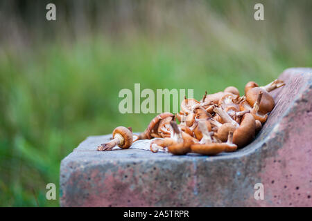 Groupe de champignons ensoleillée - huître citron champignons sur une vieille souche d'arbre dans la forêt Banque D'Images