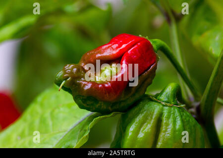 La photo en gros de Trinidad Moruga Scorpion (Capsicum chinense) piment. Piment vert maturation rouge et vert sur la plante. Feuilles vertes à l'arrière. Banque D'Images