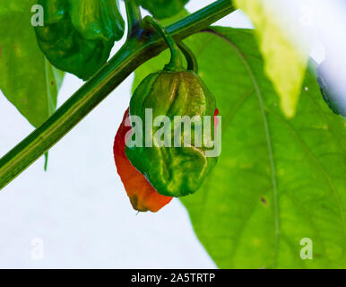 Trinidad Moruga Scorpion (Capsicum chinense) plante à maturité. Avec des poivrons verts et mûrs sur l'usine de chili. Rouge, orange et verte de paprika. Banque D'Images
